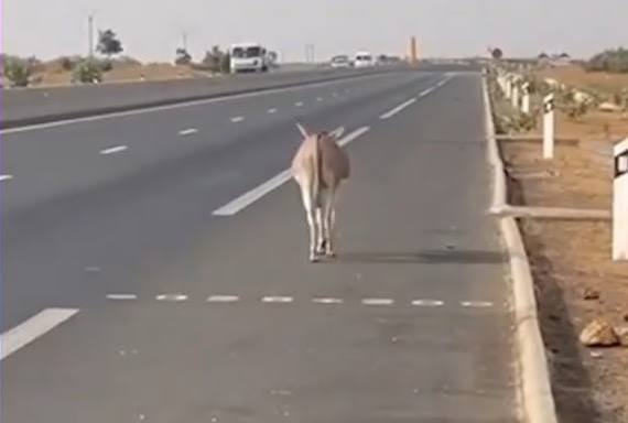 Animaux en divagation